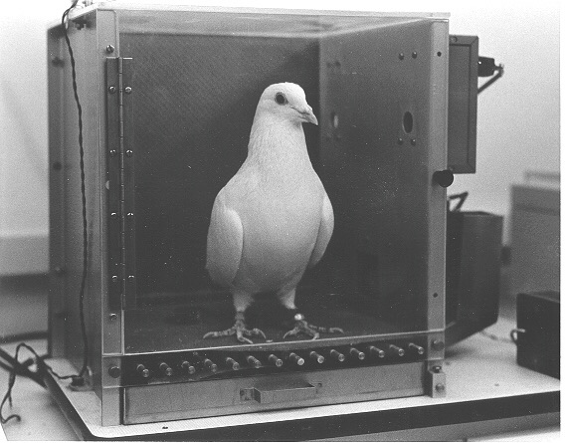 pigeon in skinner box