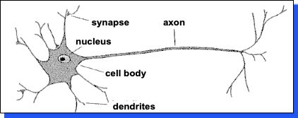 biological neuron