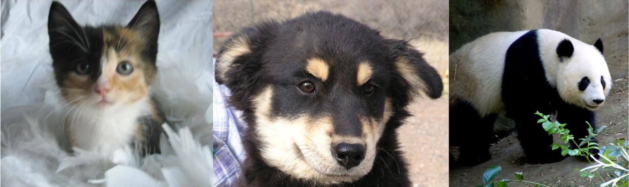 cat/dog/panda